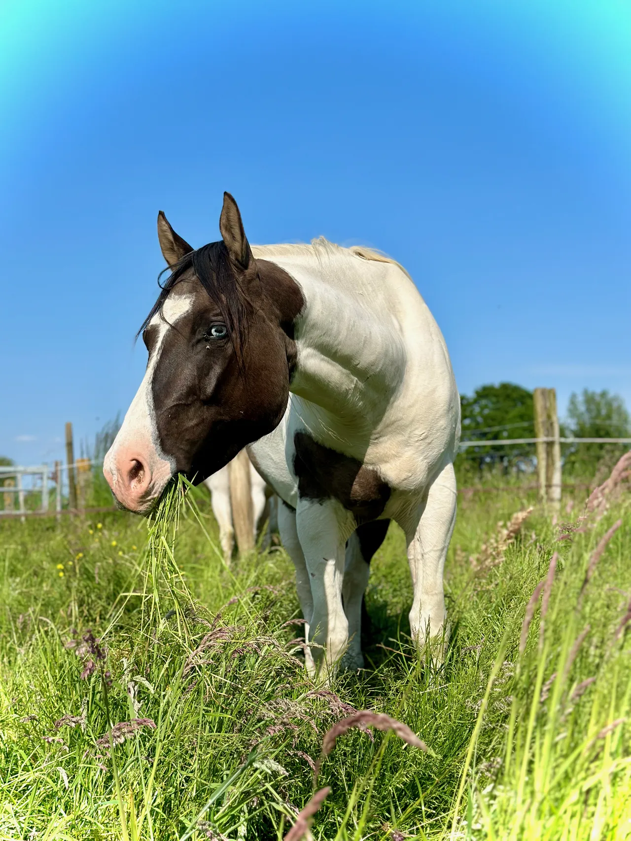 Paarden in de wei